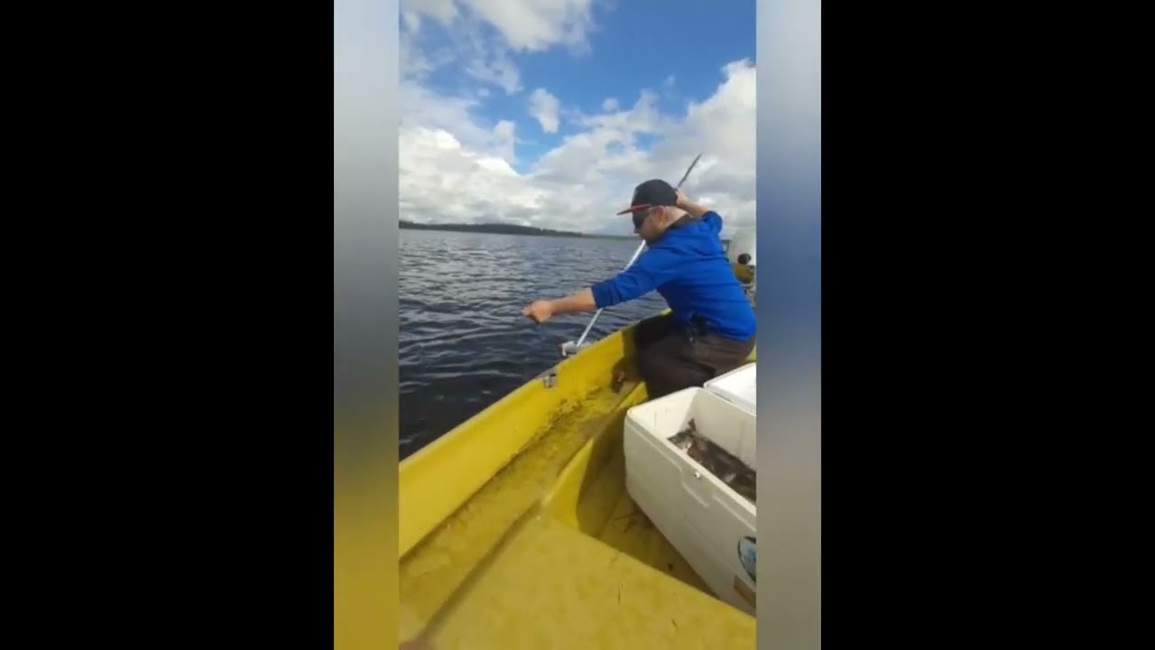Älytön ahvensaalis katiskoilla! Insane perch catch!