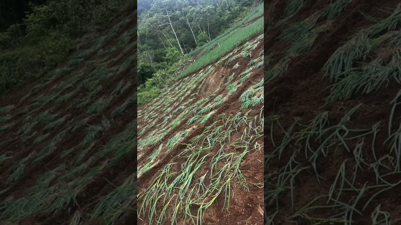 Do início ao plantio CEBOLINHA VERDE! 
