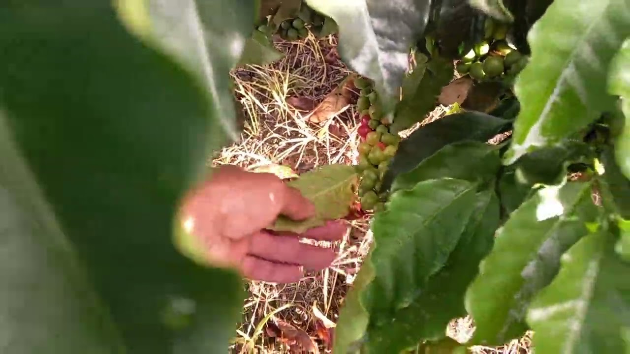Variedad Castillo Tambo (FNC)