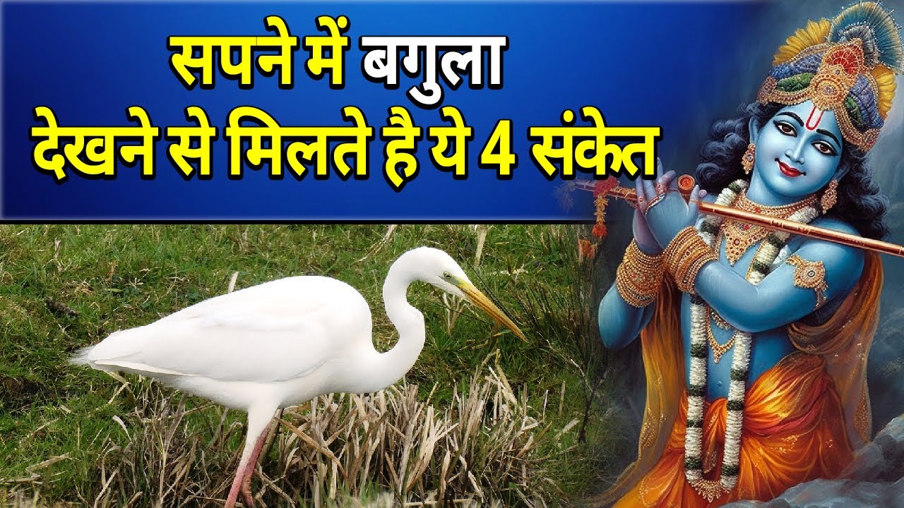 सपने में बगुला देखने से मिलते है ये 4 संकेत || sapne me bagula dekhna