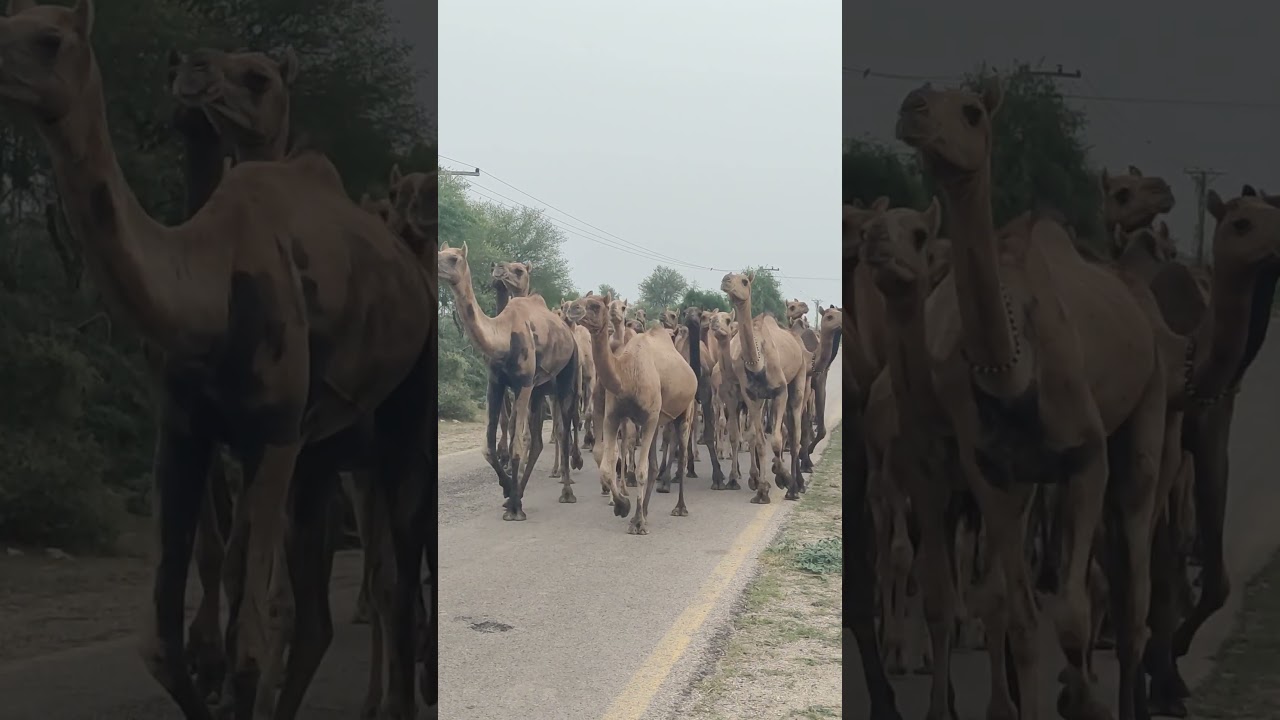 Herd Of Camels In Thar Desert #camel #camels #wildlife #usesofcamel #arabic #animals