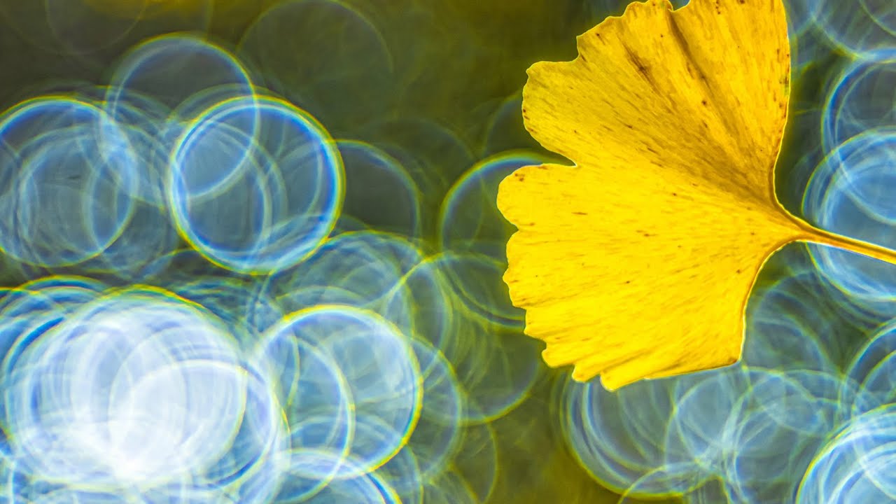 Bokeh   /  Meyer 100mm  F2.8 Trioplan /접사 사진 찍는법 / 꽃사진 잘 찍는법