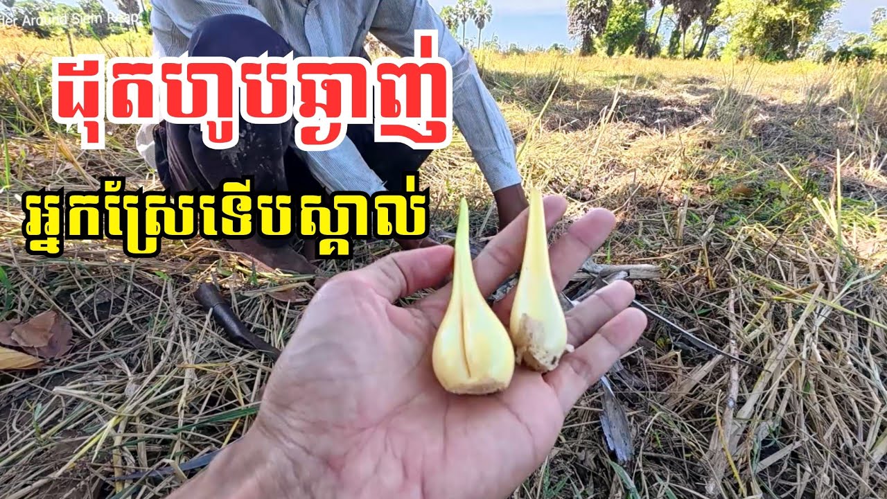 ច្រូតស្រូវ រដូវច្រូតកាត់នៅស្រុកយើង