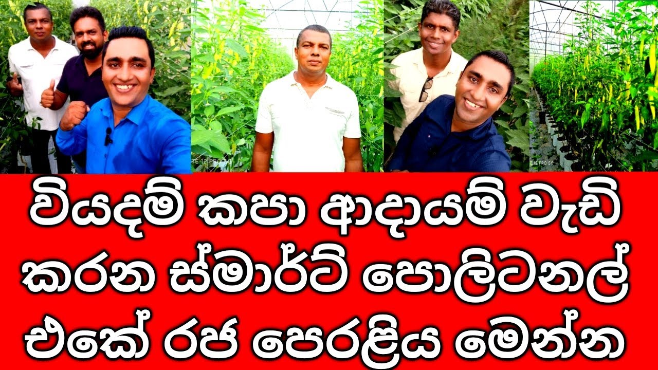 Smart Polytunnel in Sri Lanka Specially designed For Vegetable farming  පොලිටනල් එකේ මාලුමිරිස් වගාව