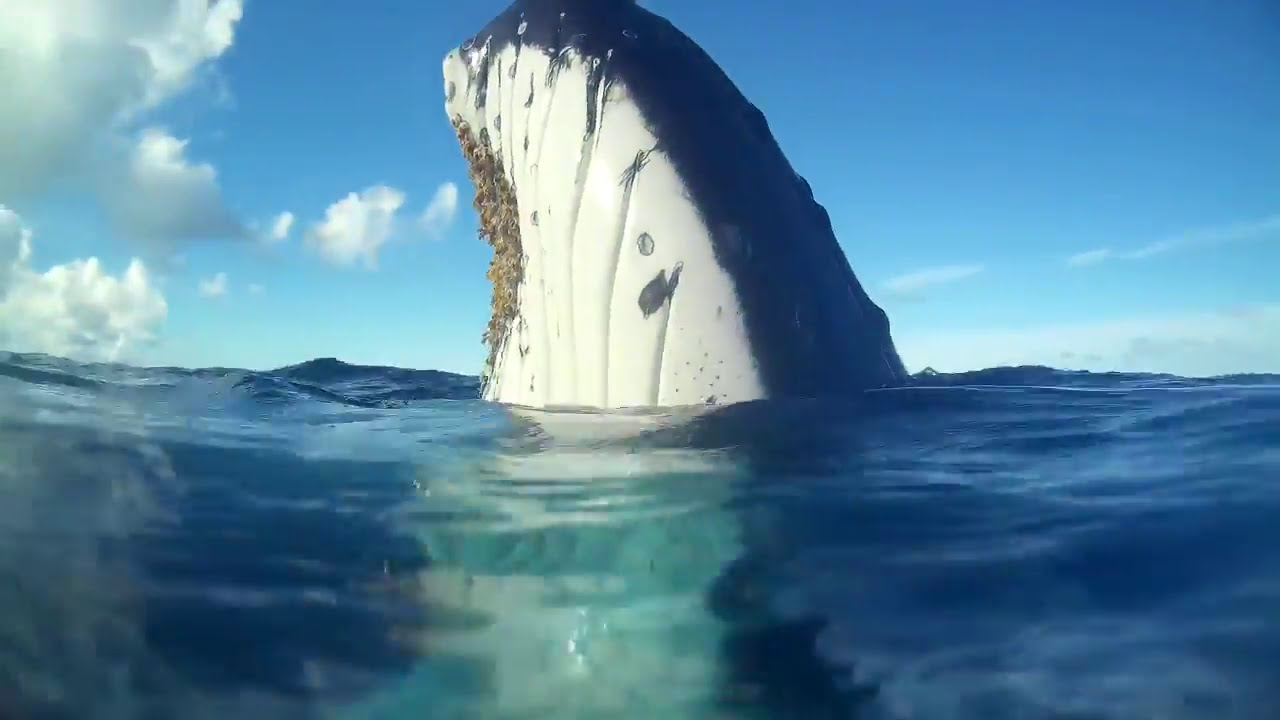 Incredible, Loving, Humpack Whale playing with us in Tonga