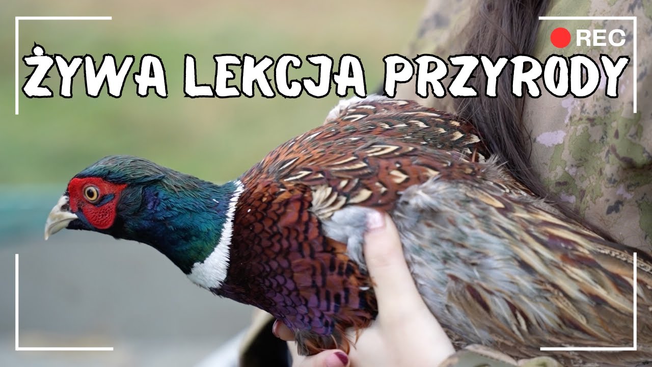 Dzieci i bażanty. Żywa lekcja przyrody w gminie Wierzbinek