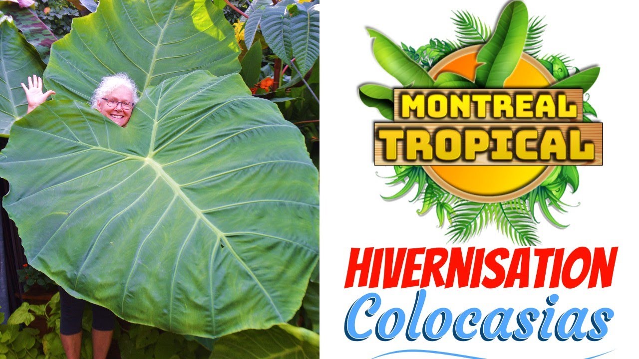 Comment hiverniser vos colocasias Jack's Giant & Giant Thaïland