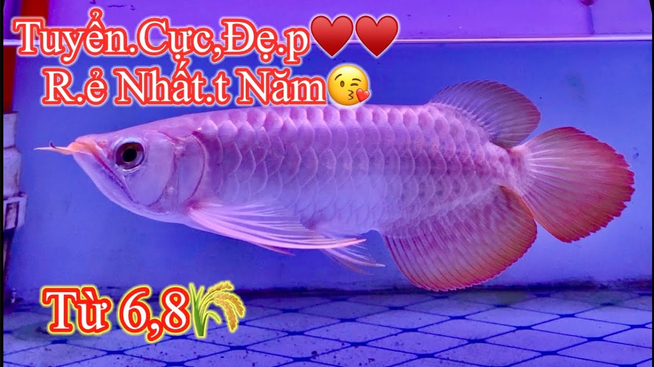 Tuy.ển Cực.c Đẹ.pp - RẺ.e Nhất.t Năm.m - 6,8🌾 - 1102