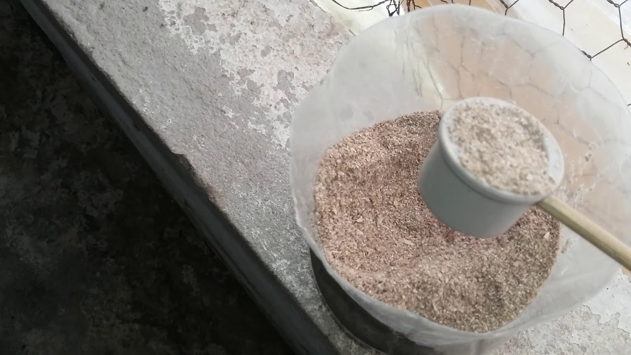 Ração para girinos do inicio a  metamorfose