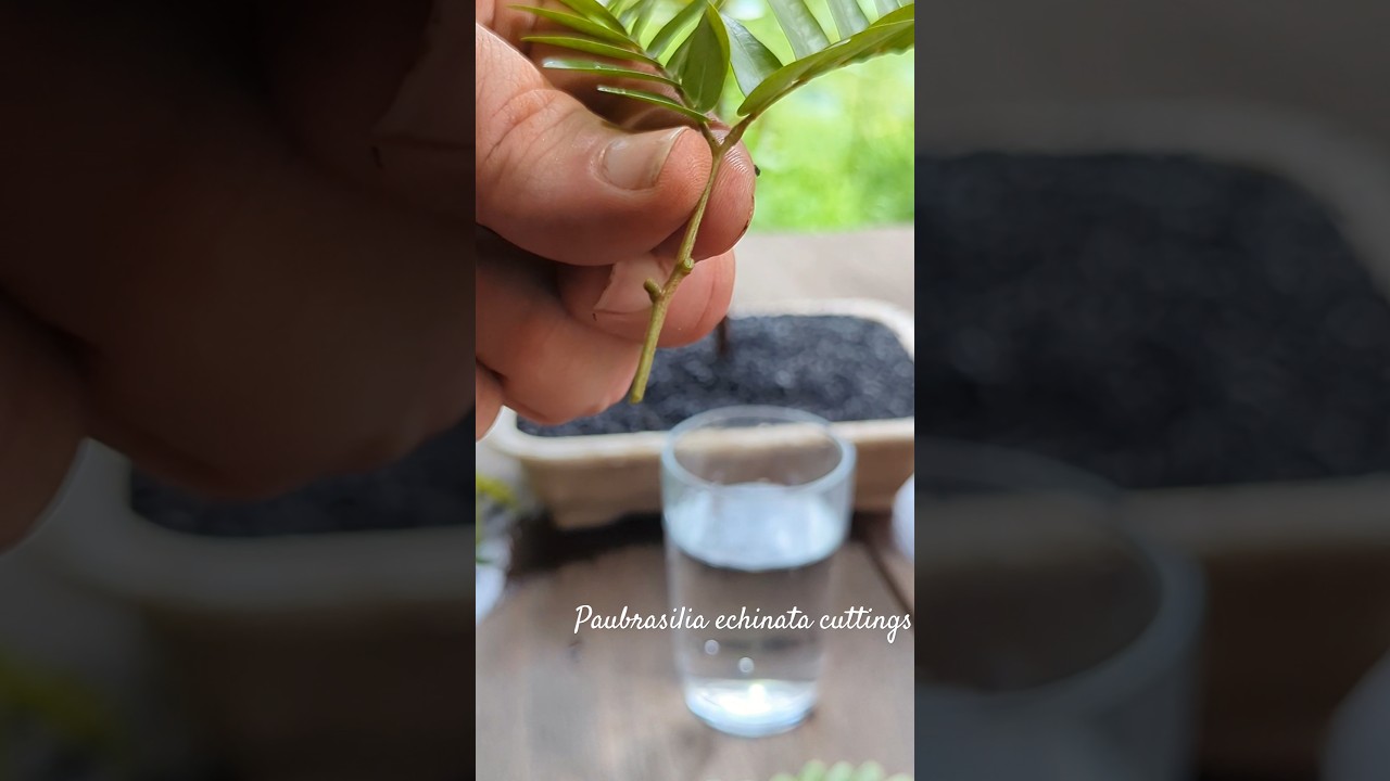 Propagating Brazilwood: Paubrasilia echinata, from cuttings. #mataatl&acirc;ntica #bonsai #garden