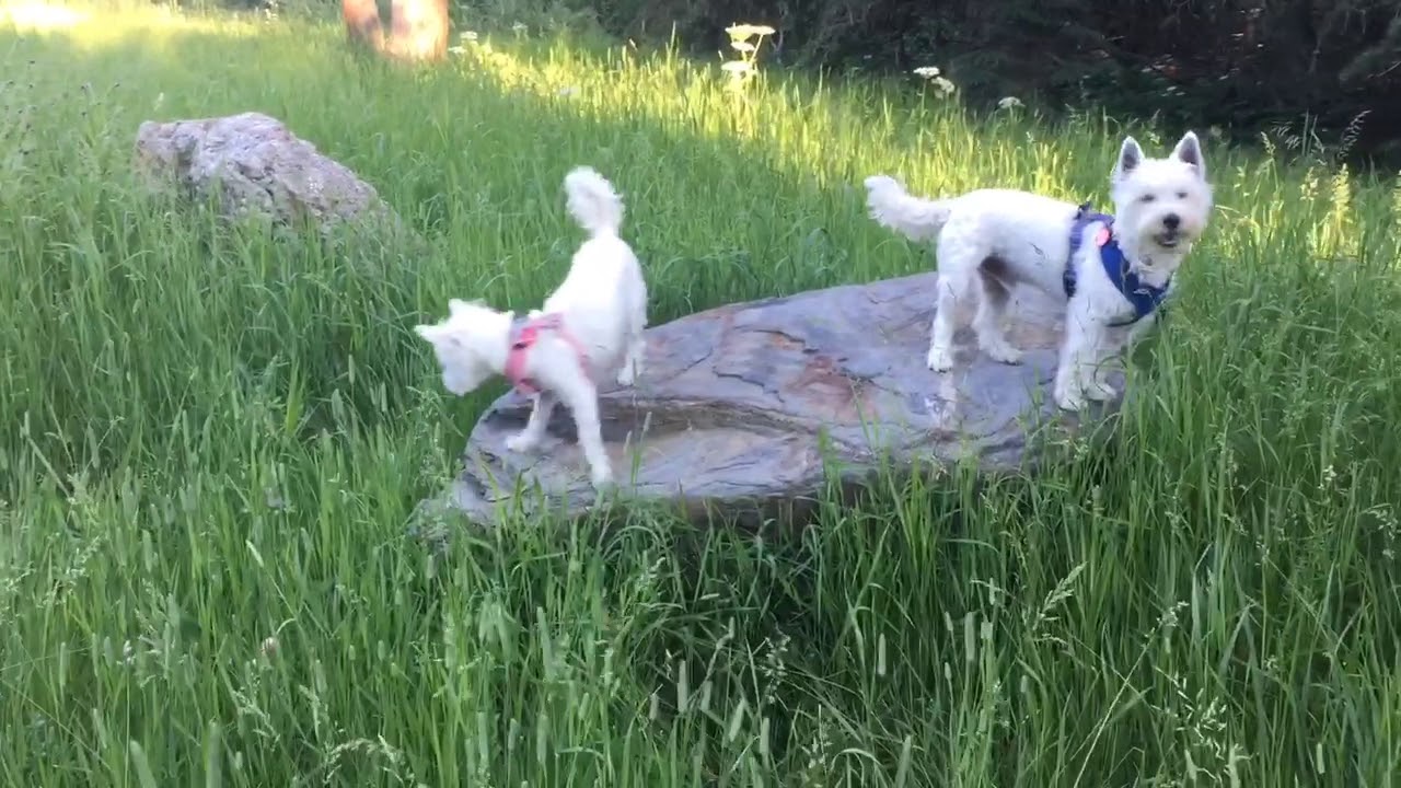 WinzieFrenzy our RV Dog Life / Crazy Horse 🐴 & Custer SP 🤠 /SD