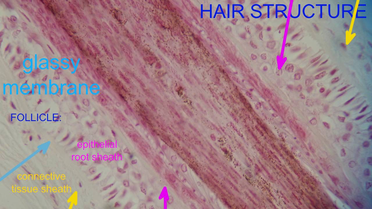 HAIR STRUCTURE