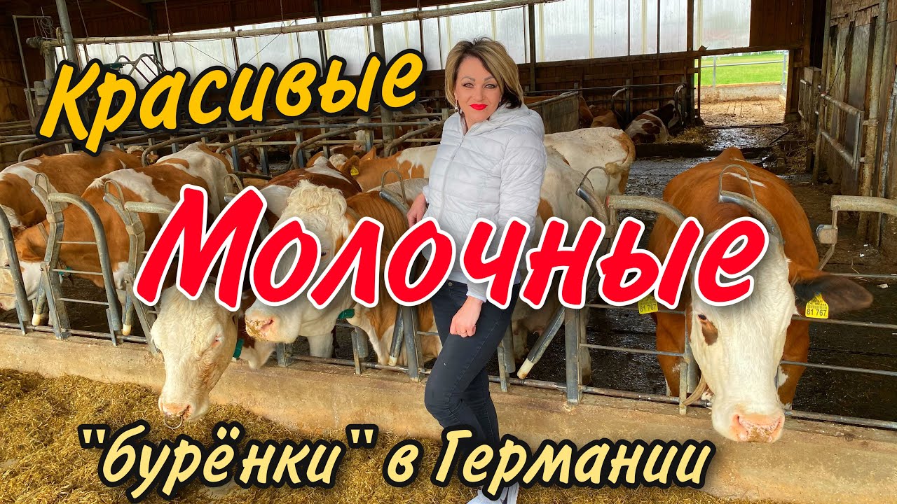 КАК НЕМЕЦКИЕ ФЕРМЕРЫ ПРИДУМАЛИ ПРОДАВАТЬ МОЛОКО.МЫ В ГОСТЯХ НА ФЕРМЕ У КОРОВ.