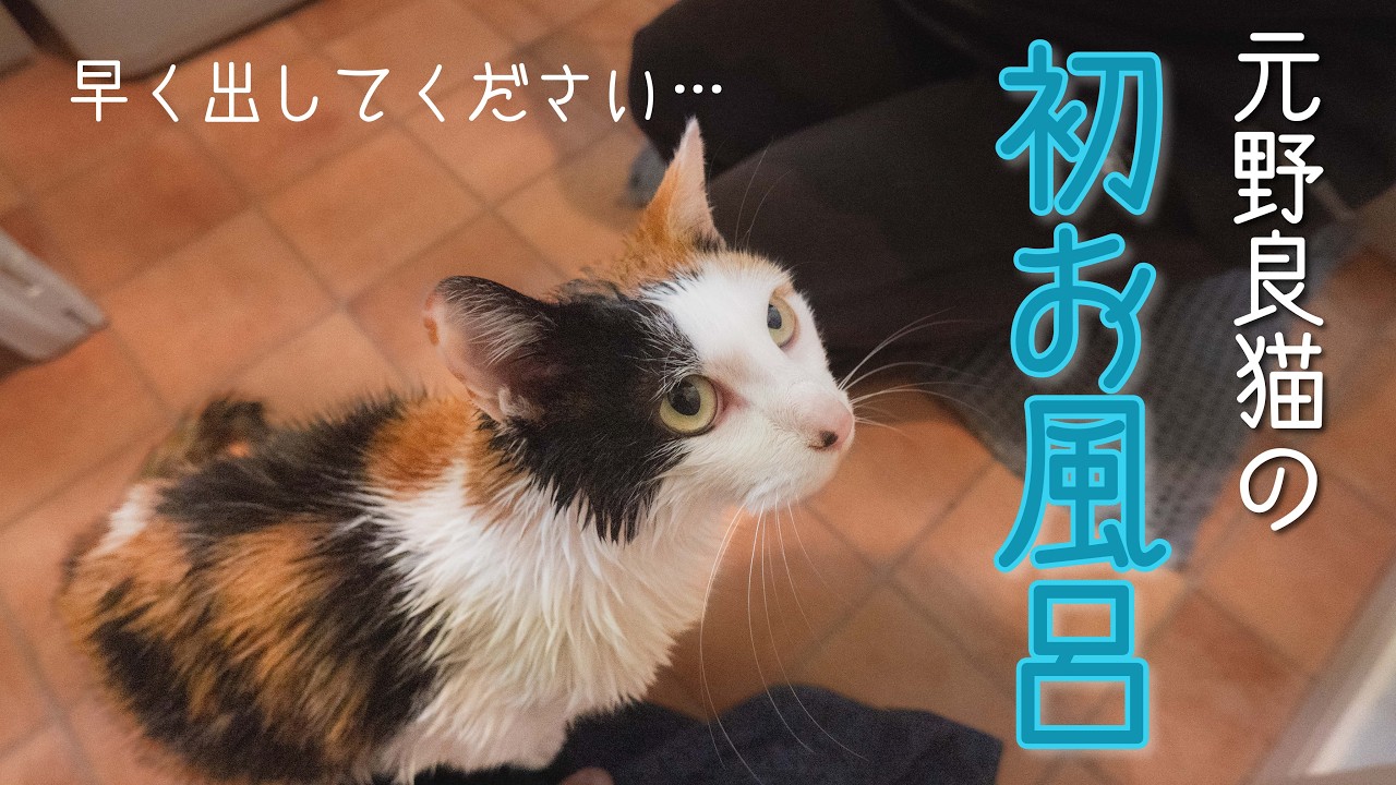 【野良猫歴5年】お利口猫はお風呂も余裕で入れちゃう…！？