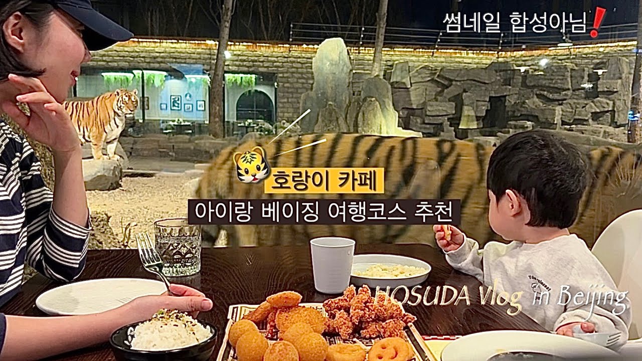 (北京) 아주아주아주 큰 고양이 카페 l 호랑이식당🐯•아기랑베이징갈만한곳•이색체험