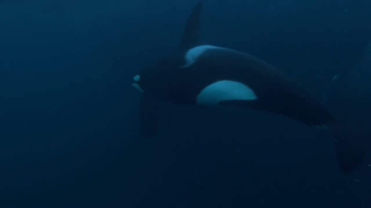 Diving with orcas - arctic waters seglvik north norway - Valhalla Orca Expeditions