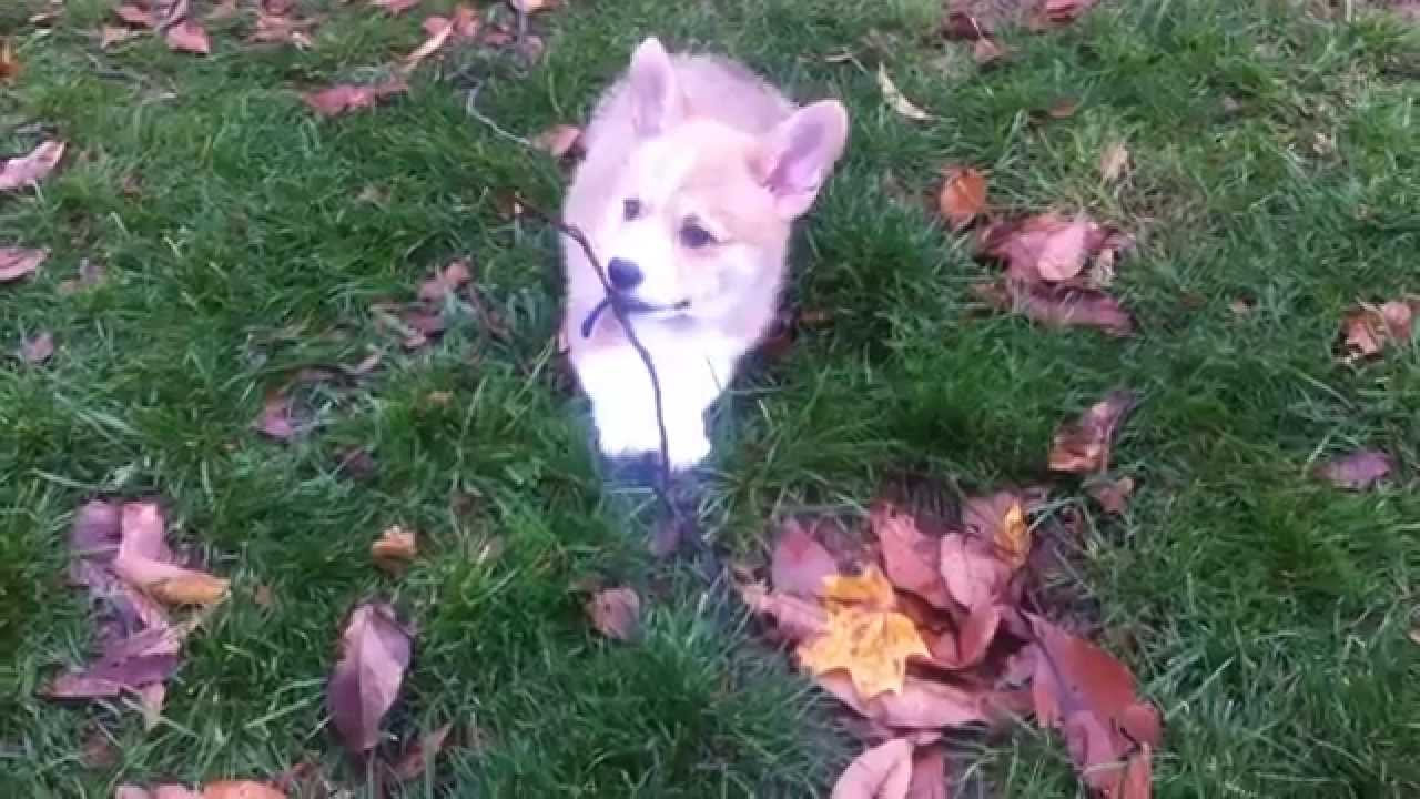 Finn Puppy Welsh Corgi Fall Frolic Fun
