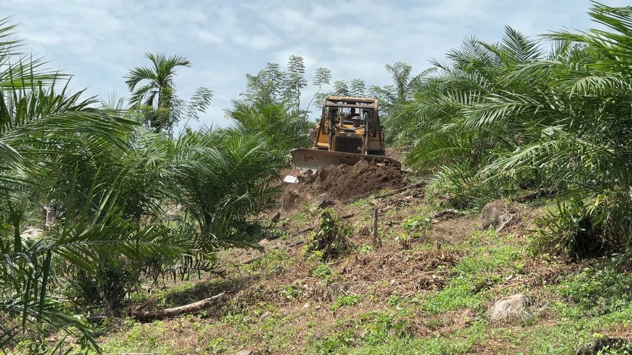 In the Oil Palm Plantation, a D6R XL Bulldozer is Building an Access Road