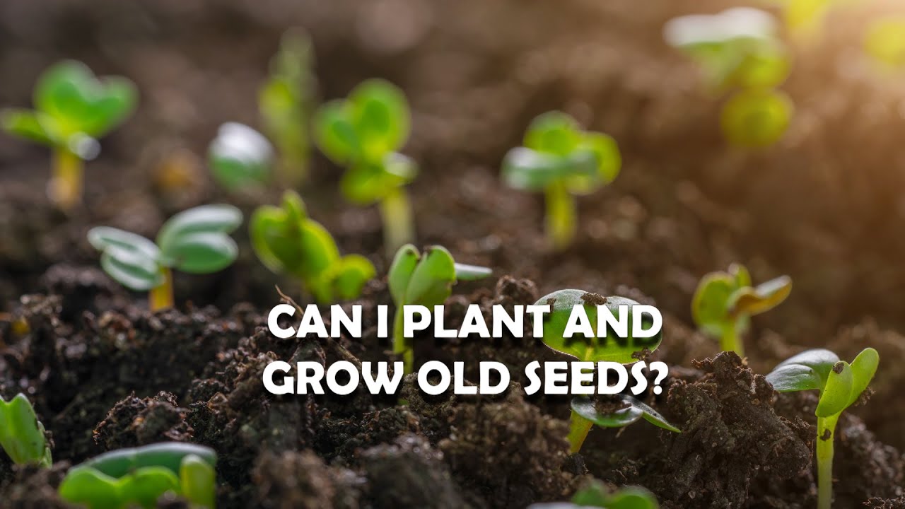 Can I Plant Old Seeds? | How long can I keep seeds?