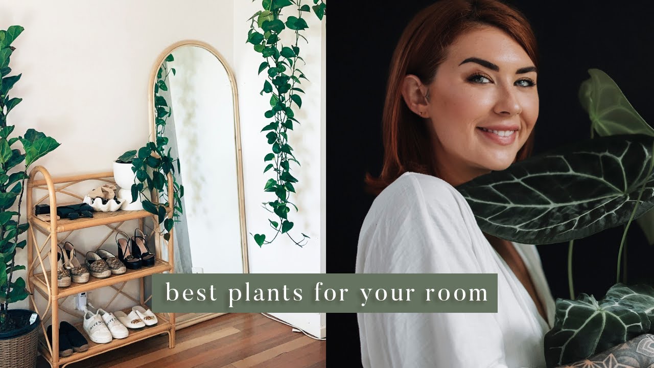 5 best indoor plants for your room 🌿