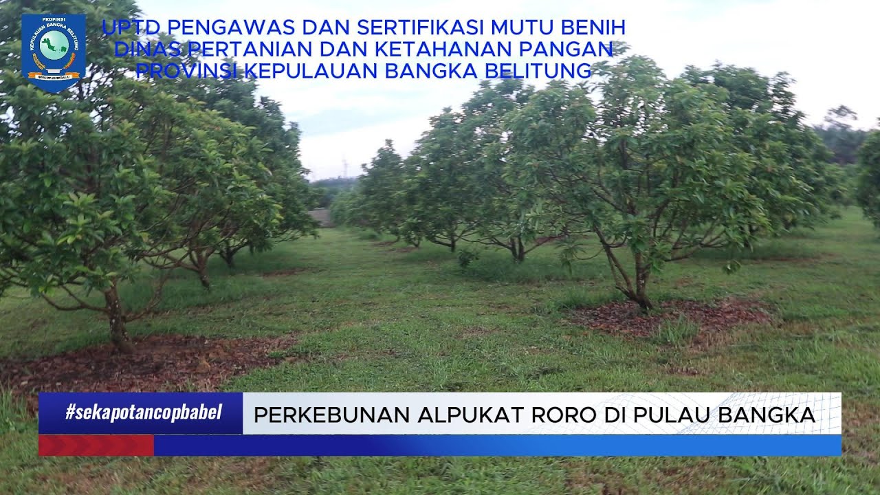 REVIEW PERKEBUNAN ALPUKAT RORO DI PROVINSI KEPULAUAN BANGKA BELITUNG BERSAMA TP2VH KEMENTAN.
