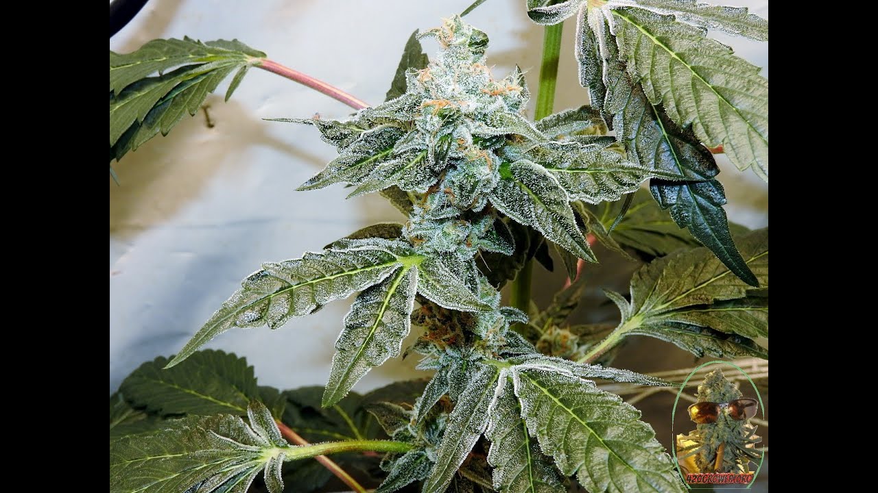 THUG PUG GENETICS PHENO HUNT DAY 49