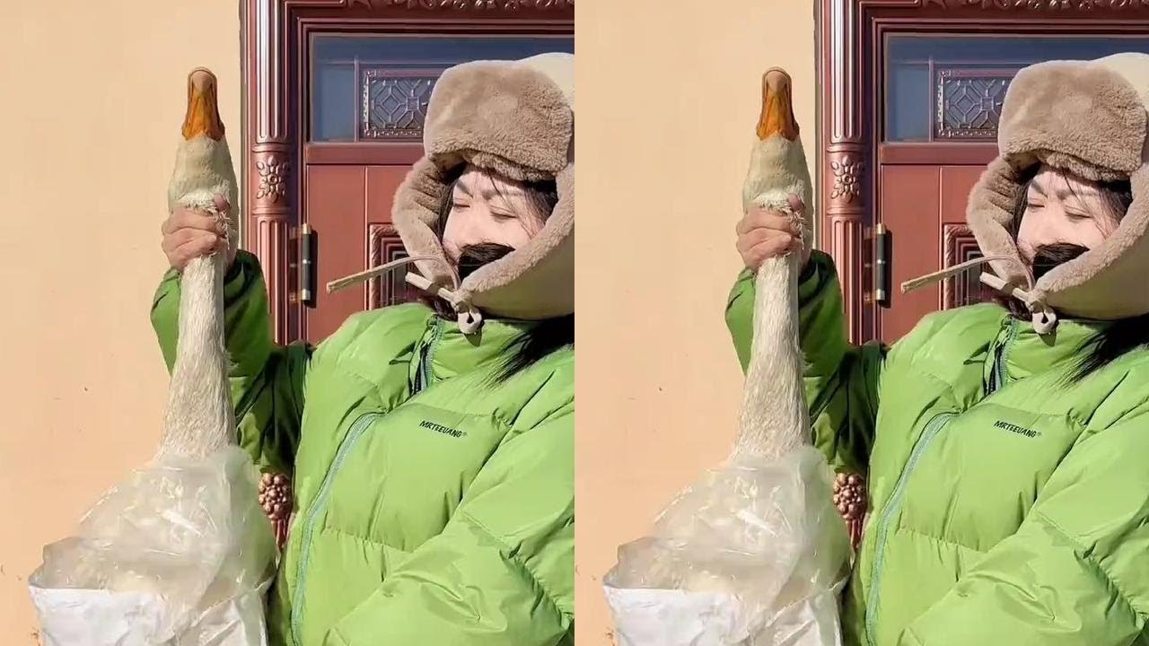 今天吃老二家大鹅，老铁们一定帮我保密。大鹅炖酸菜，炖鹿排！