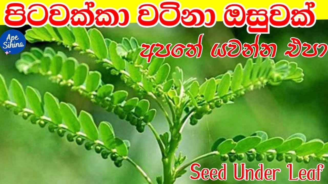 පිටවක්කා මෙච්චර වටින ඖෂධයක් කියලා දන්නවද? | Phyllanthus Niruri