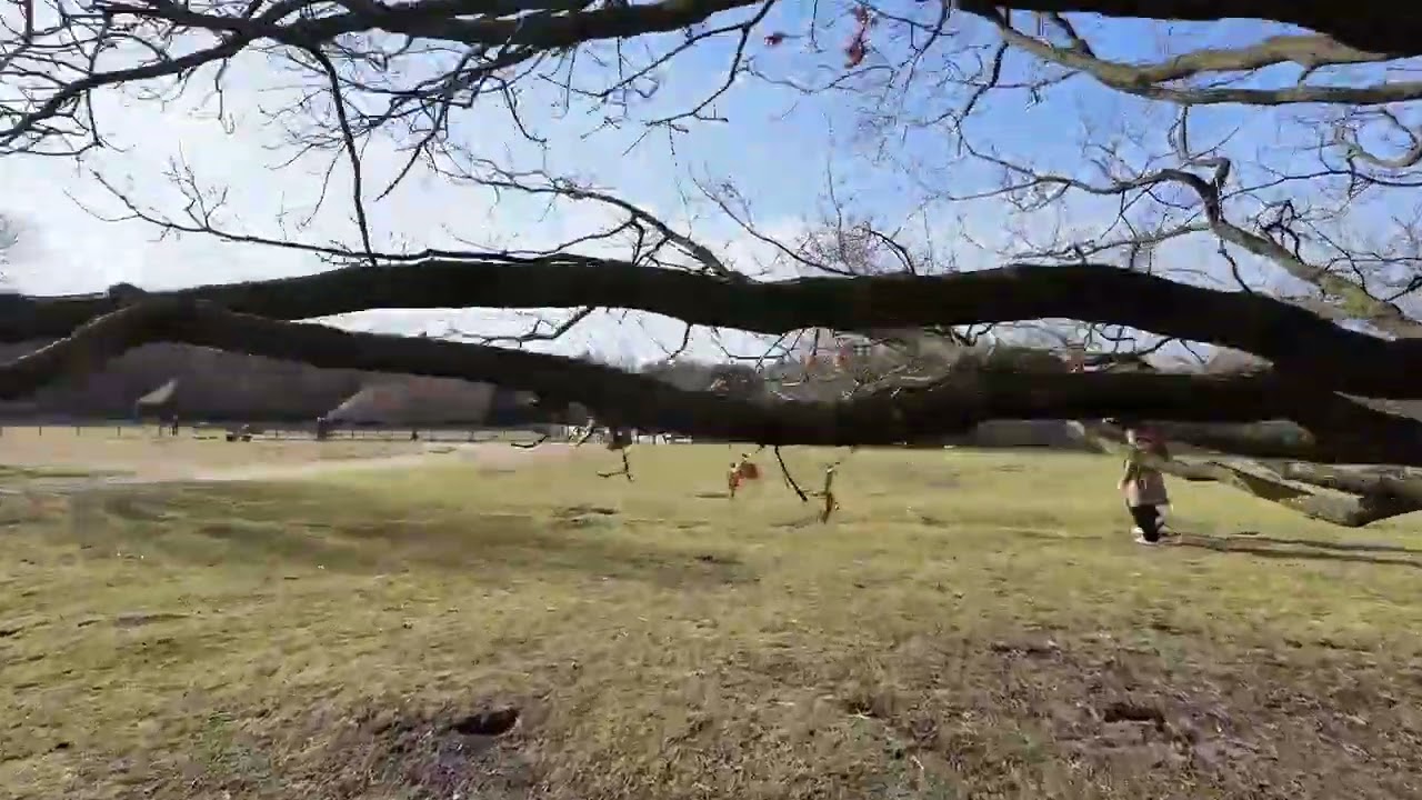Winter Morning Walk on the Ermelose Heide &ndash; Netherlands Nature Trail - Part 2