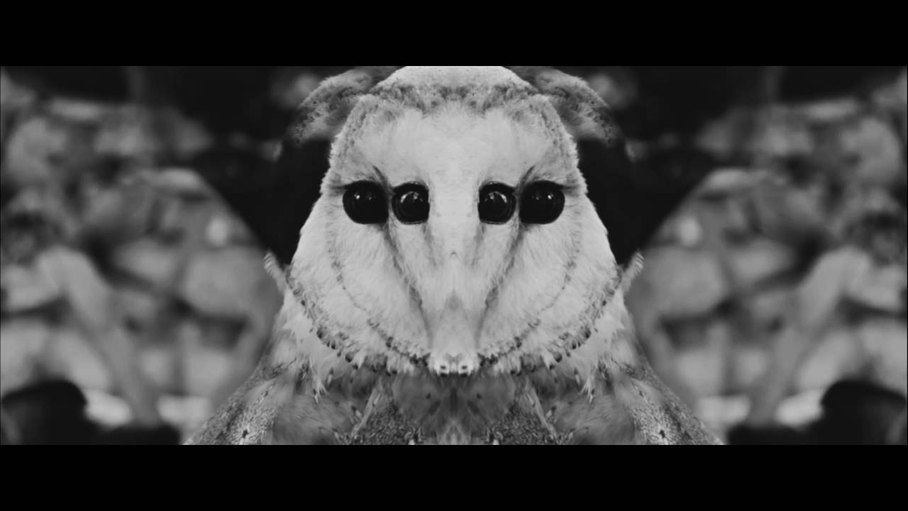 NOCTEM - The Submission Discipline (official video)