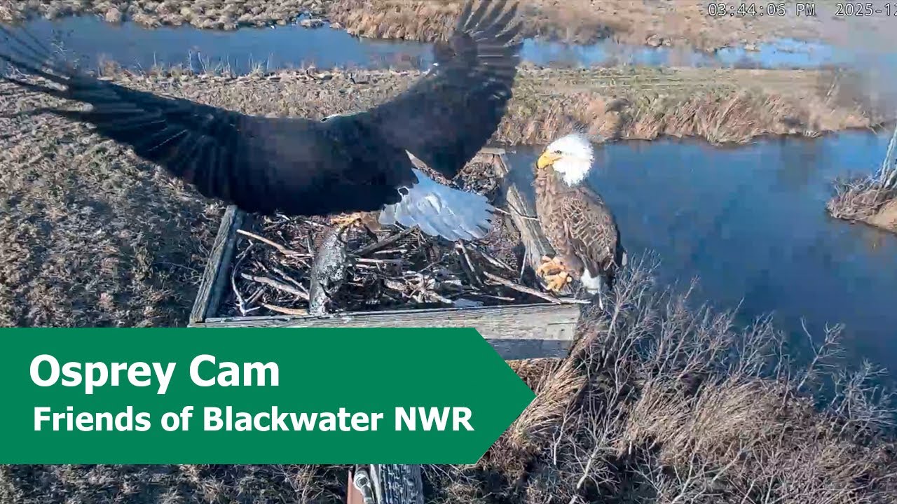 Bald Eagles Fight Over Fish on Osprey Cam | 12.30.25
