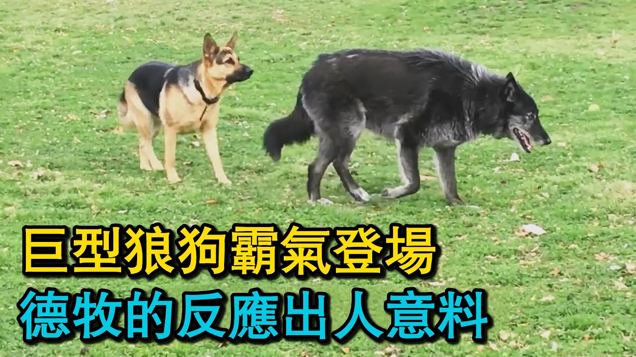 巨型狼狗霸氣登場，德牧的反應出人意料！狼王被擒，牧羊犬卻永遠離去！聰明絕頂的牧羊犬，智鬥狡猾的郊狼！100只德國牧羊犬的夢幻場景，你見過嗎？