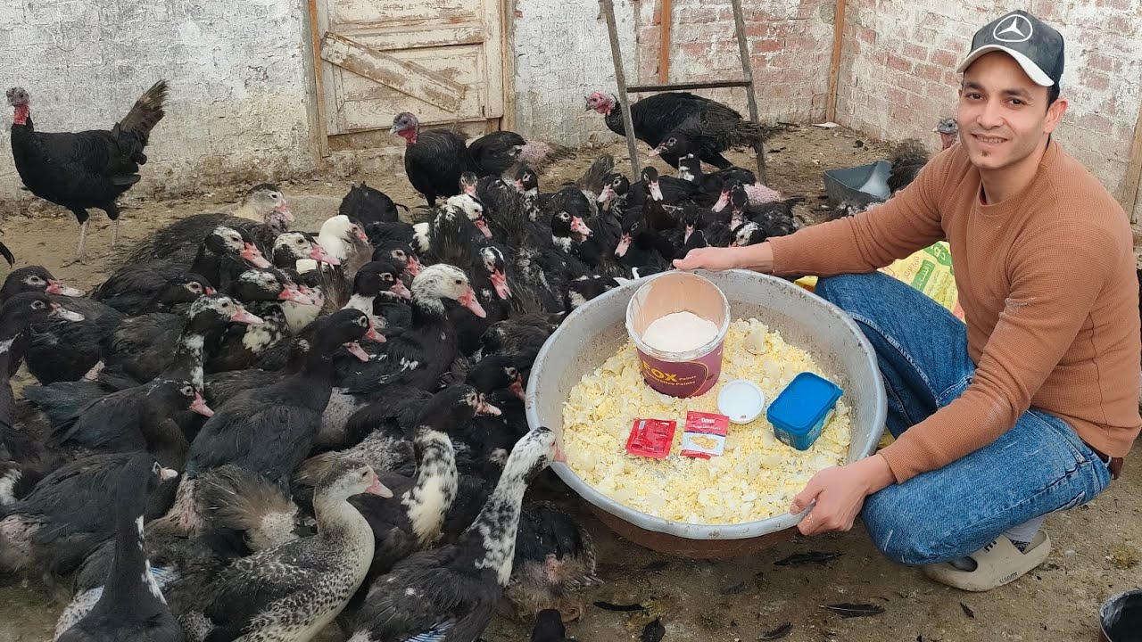 علاج الافتراس عند البط وتساقط الريش ونقص الكالسيوم مع خلطه سحريه لتسمين وزيادة وزن البط 7كيلو رمضان