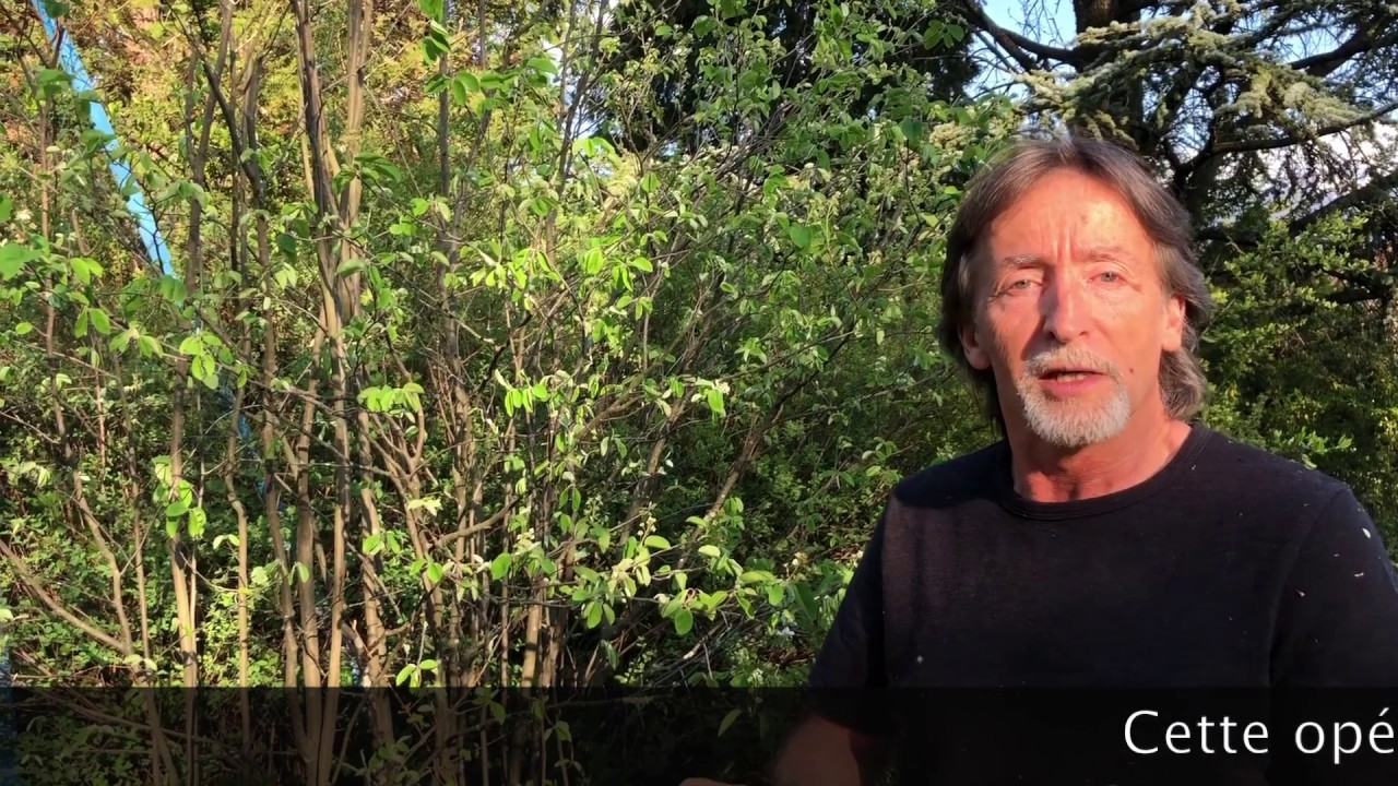 COURS DE TAILLE DE L'AMELANCHIER