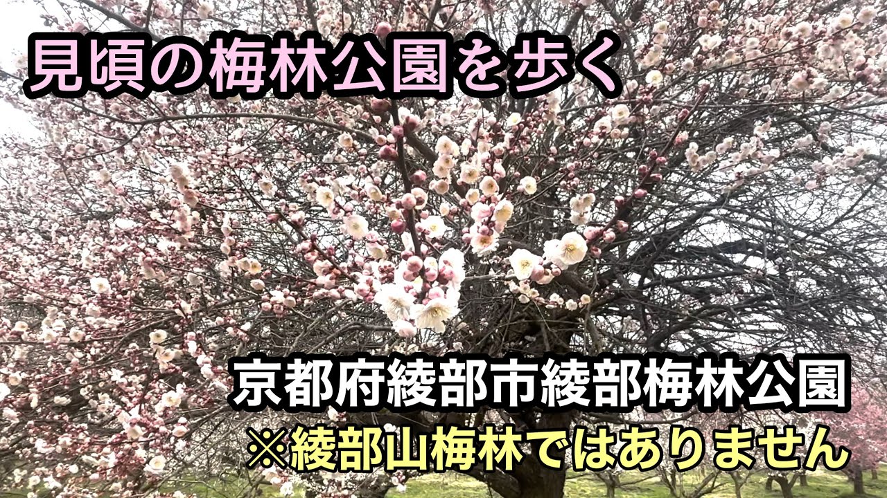 梅林の公園を歩く～京都府綾部市「綾部梅林公園」