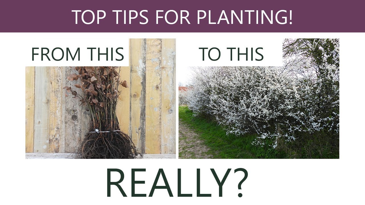 How to Plant a Bareroot Native Country Hedge: Ashridge Nurseries