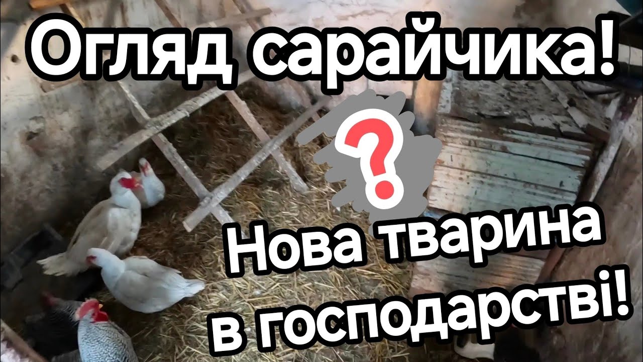 Ідеальна тварина для домашнього господарства та саду! Огляд сарайчика, годівниці та вольєру!