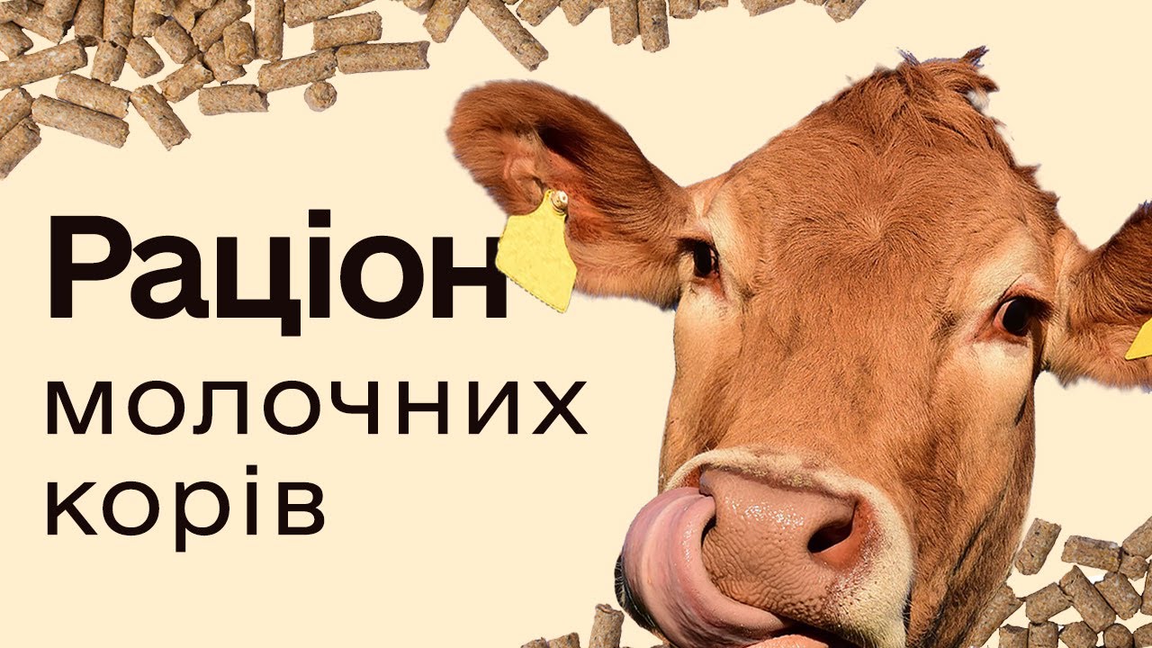 Корм для молочных коров: Оптимальный рацион и особенности кормления