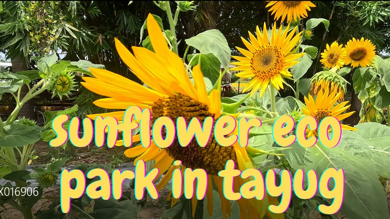 2024 TOUR OF SUNFLOWER ECO PARK IN TAYUG PANGASINAN