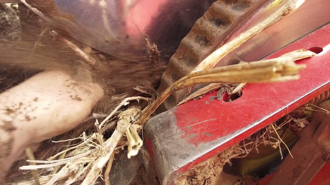 Uderzyłem w kamień. Kopie na jeden kombajn Grimme SE150-60. Wykopki 2021. Case IH Magnum Puma 155.