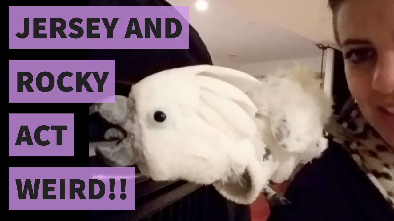 My Parrots' Crazy Reactions On Leo's First Night Home | THE LEO STORY | PART 4