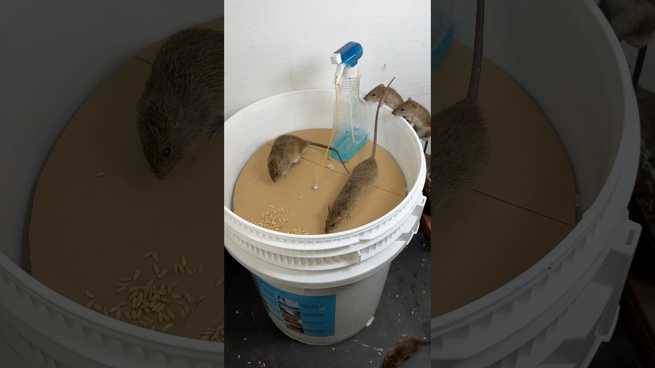 The world's most amazing homemade mouse toys #mousetoys #petmouse