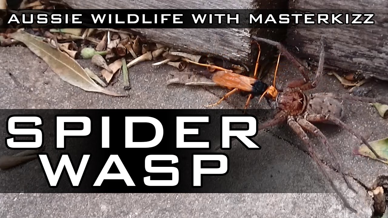 Australian Spider Wasp - With backyard wildlife expert Masterkizz