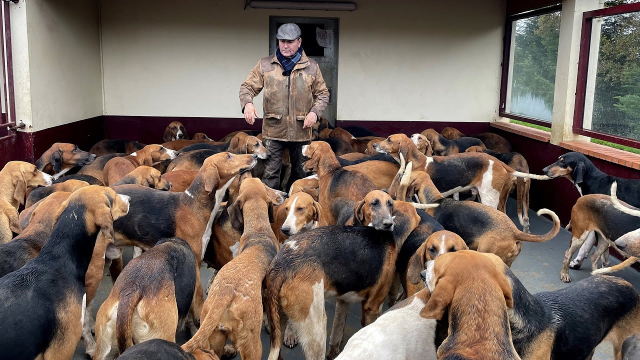 Dans la tête d'une meute