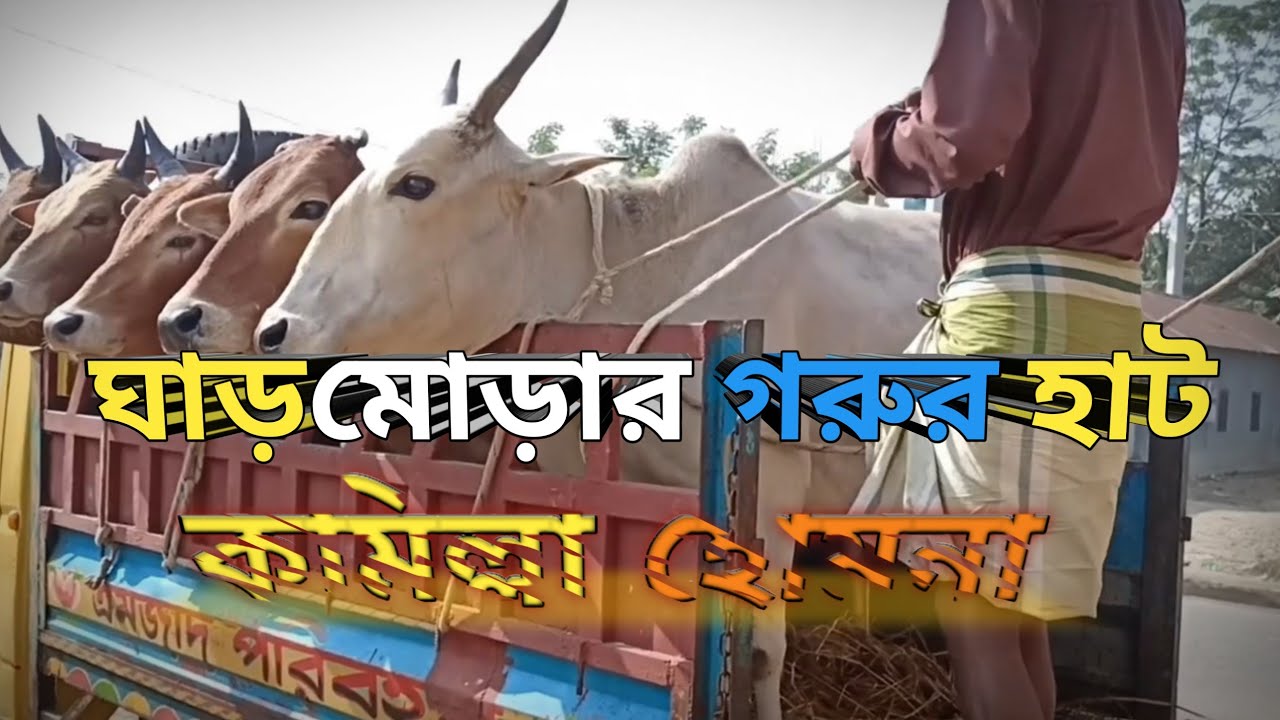 Big Cow Unloading Part.4#hamba #cow