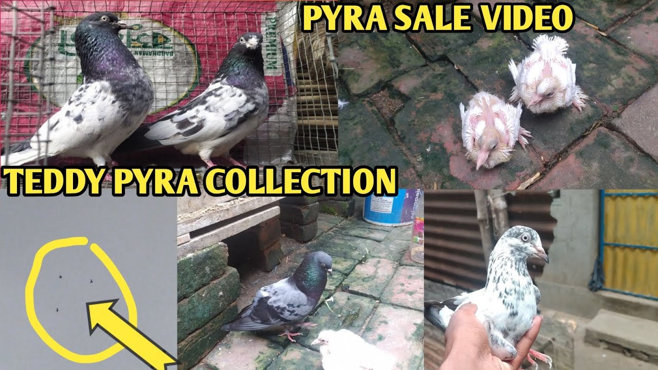 Teddy pyra Baby Sale new video ( M 7047026988 ) My phone number ☺#pigeon #bird #kabutar #kabootar