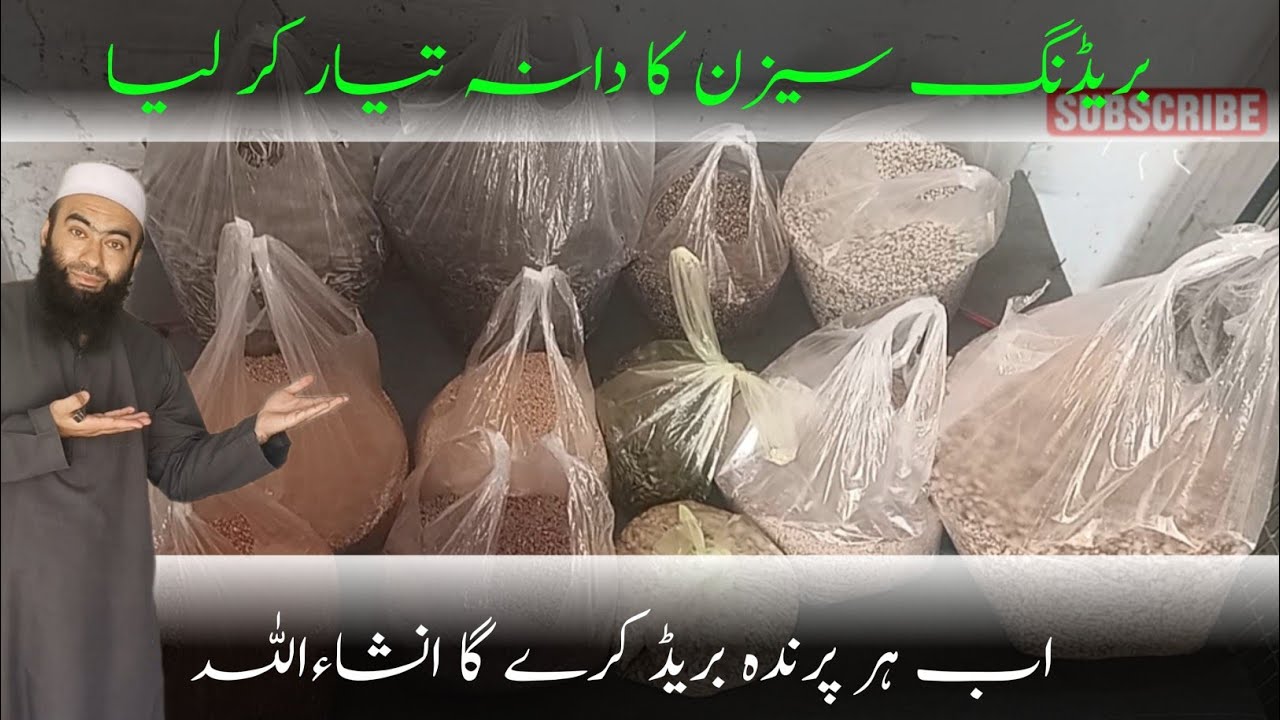Breeding Seed Mix for Indian Ringneck Parakeets (IRN) | The BEST High-Protein Seed Mix | #seedmix 