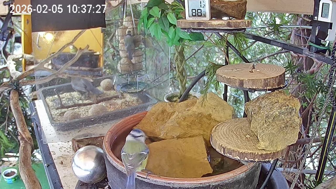 Entspannter Vormittag am Vogel-Spa (05.02.2026)