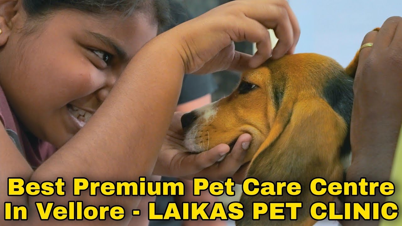 Best Premium Pet Care Centre In Vellore - LAIKAS PET CLINIC