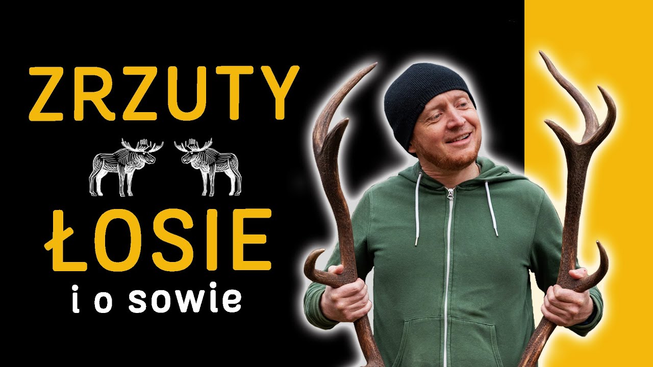 Zrzuty - Jak odpadają? 🦌 Łosie - Ile ich jest i jak się zachować 🦉 + Sowa - Napisy  🇵🇱 - o Lesie #48
